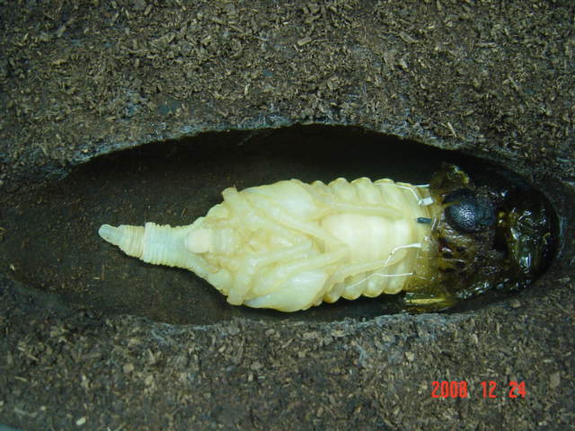 «ö¦¹¦b·sµøµ¡ÂsÄý¹Ï¤ù