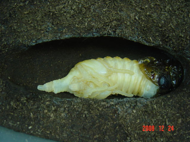 «ö¦¹¦b·sµøµ¡ÂsÄý¹Ï¤ù