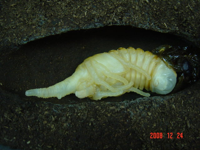 «ö¦¹¦b·sµøµ¡ÂsÄý¹Ï¤ù