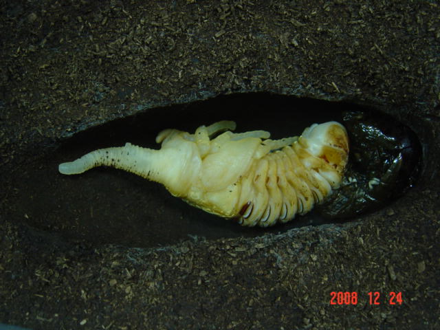 «ö¦¹¦b·sµøµ¡ÂsÄý¹Ï¤ù