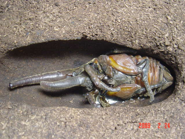 «ö¦¹¦b·sµøµ¡ÂsÄý¹Ï¤ù