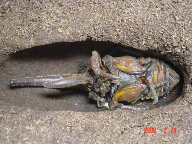 «ö¦¹¦b·sµøµ¡ÂsÄý¹Ï¤ù