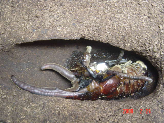 «ö¦¹¦b·sµøµ¡ÂsÄý¹Ï¤ù