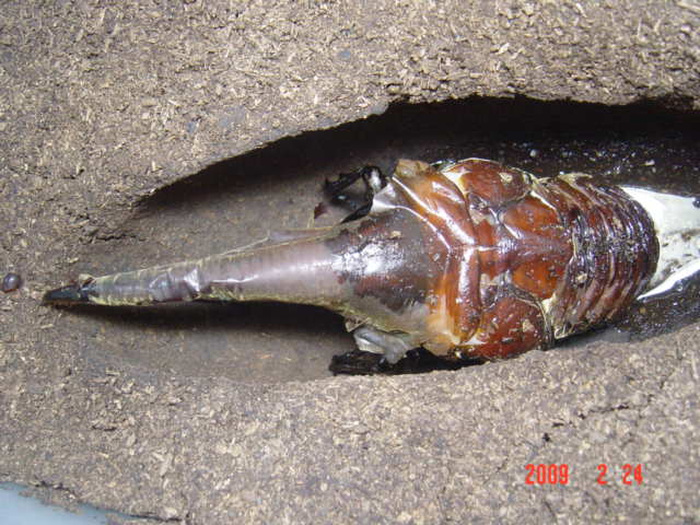 «ö¦¹¦b·sµøµ¡ÂsÄý¹Ï¤ù