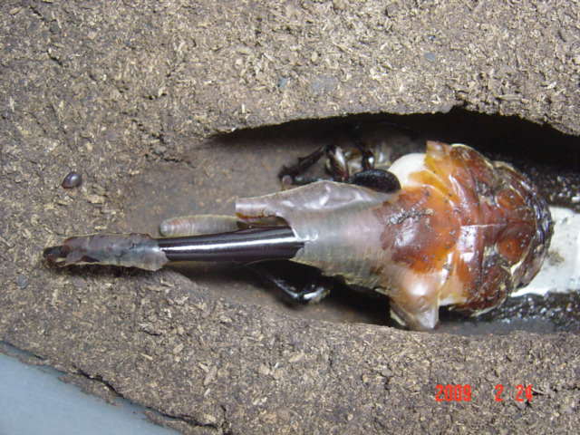 «ö¦¹¦b·sµøµ¡ÂsÄý¹Ï¤ù