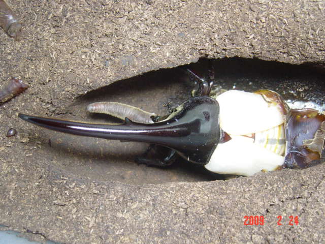 «ö¦¹¦b·sµøµ¡ÂsÄý¹Ï¤ù