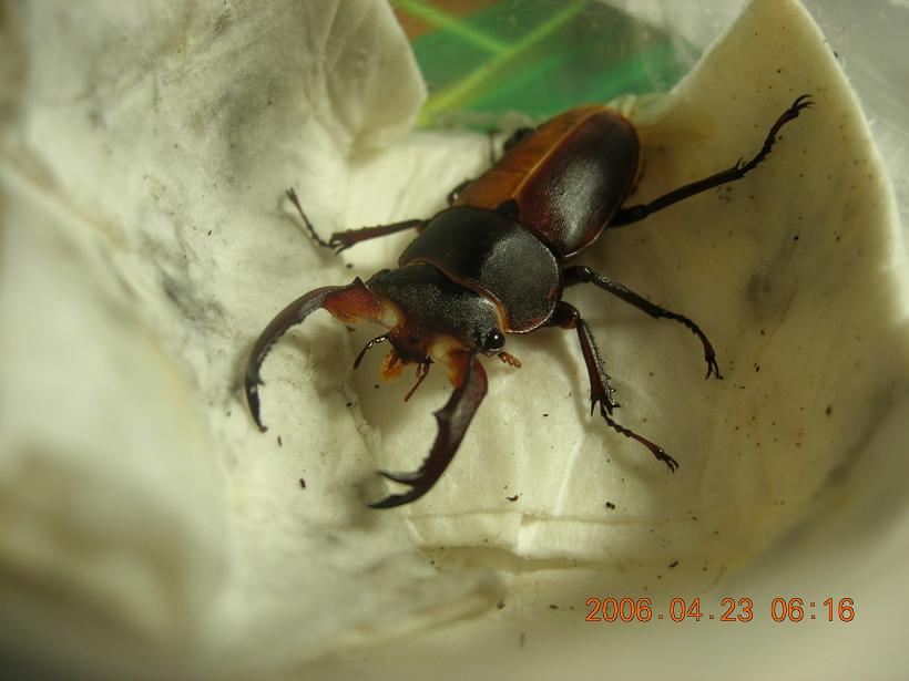 按此在新視窗瀏覽圖片