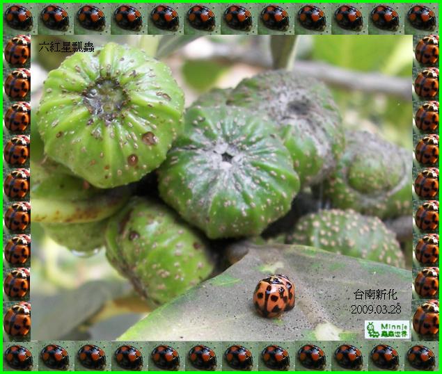 按此在新視窗瀏覽圖片