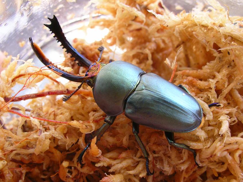 按此在新視窗瀏覽圖片