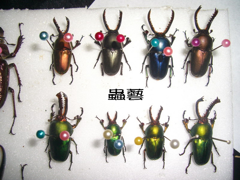 按此在新視窗瀏覽圖片