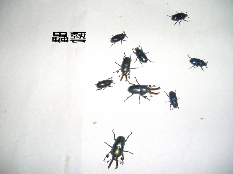 按此在新視窗瀏覽圖片