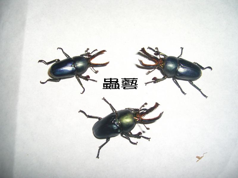 按此在新視窗瀏覽圖片