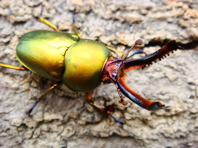 按此在新視窗瀏覽圖片