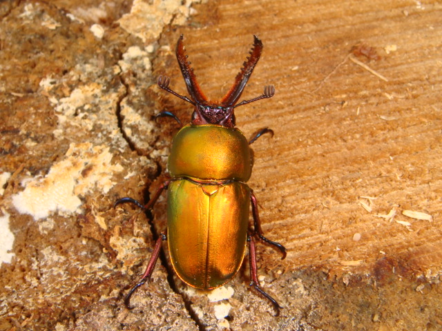 按此在新視窗瀏覽圖片