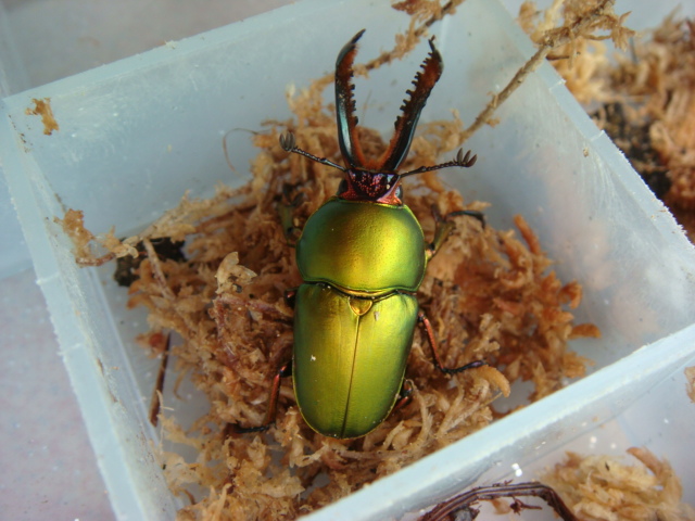 按此在新視窗瀏覽圖片