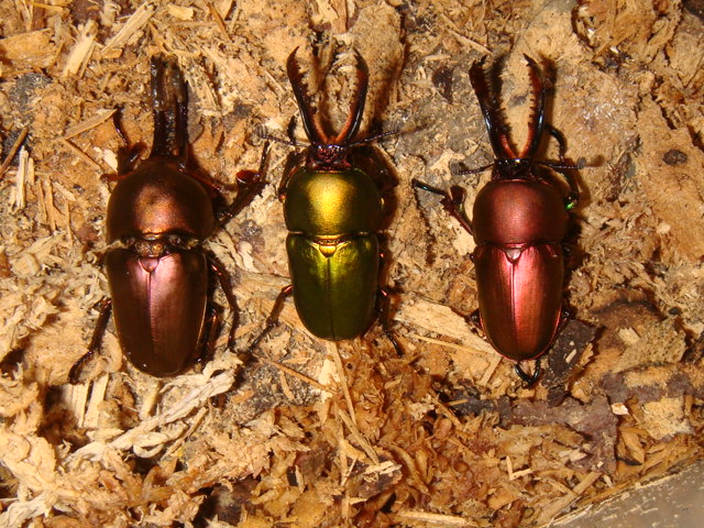 按此在新視窗瀏覽圖片