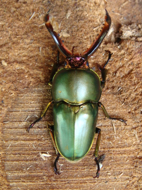 按此在新視窗瀏覽圖片