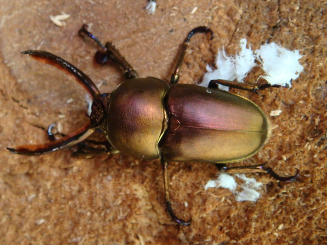 按此在新視窗瀏覽圖片