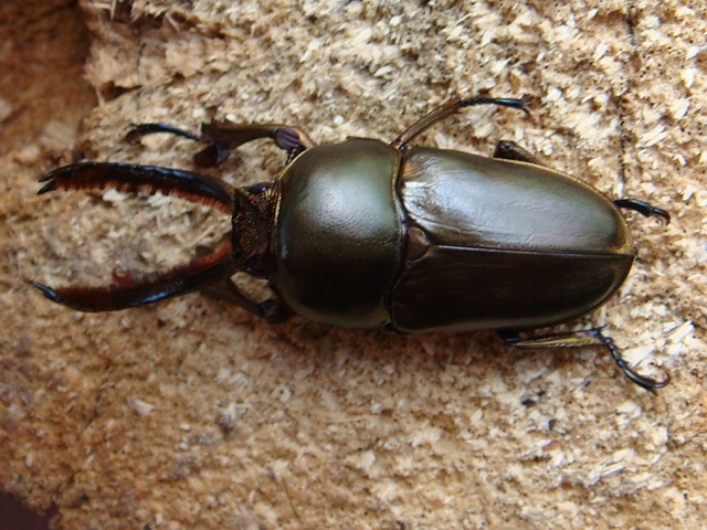 按此在新視窗瀏覽圖片