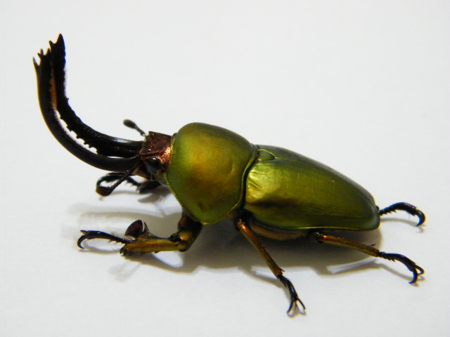 按此在新視窗瀏覽圖片