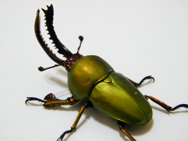 按此在新視窗瀏覽圖片