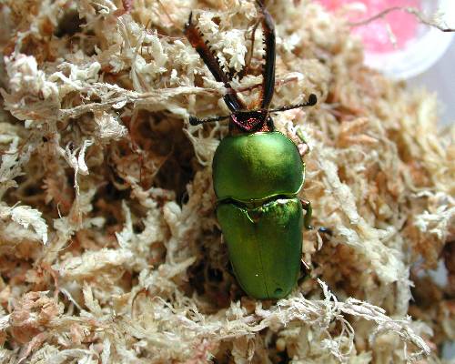 按此在新視窗瀏覽圖片