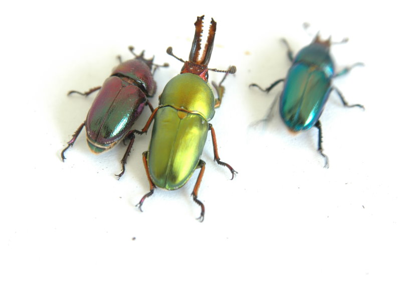 按此在新視窗瀏覽圖片