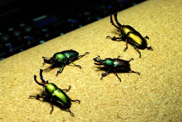 按此在新視窗瀏覽圖片