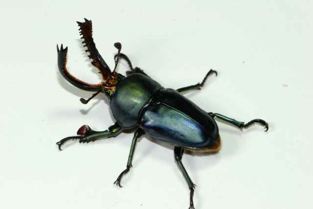 按此在新視窗瀏覽圖片