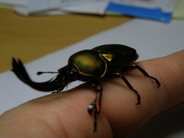 按此在新視窗瀏覽圖片