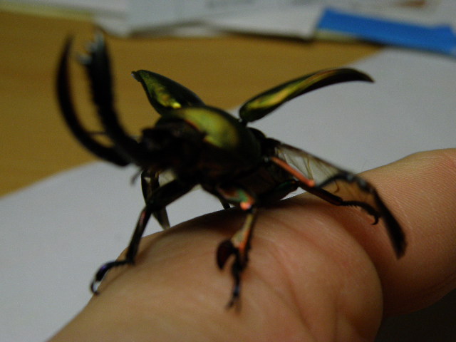 按此在新視窗瀏覽圖片