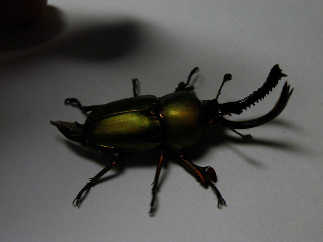 按此在新視窗瀏覽圖片