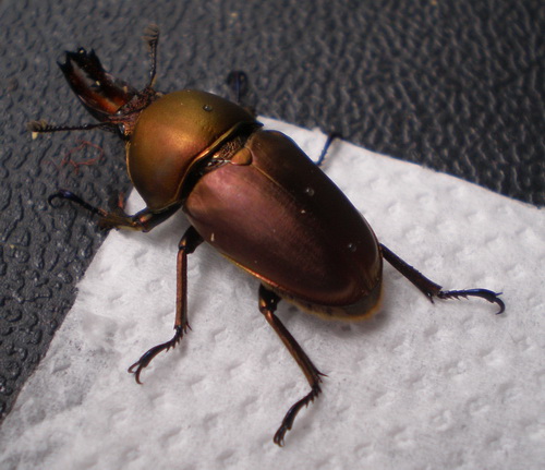 按此在新視窗瀏覽圖片