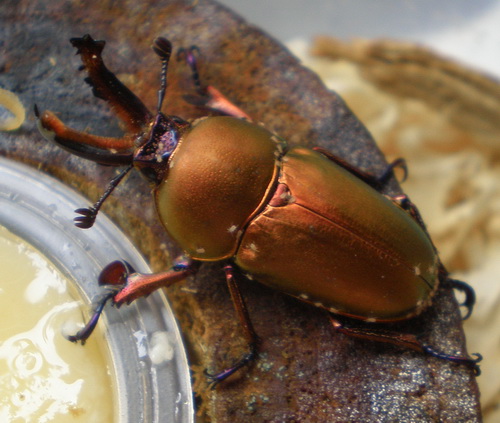 按此在新視窗瀏覽圖片