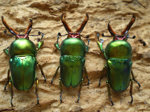 按此在新視窗瀏覽圖片