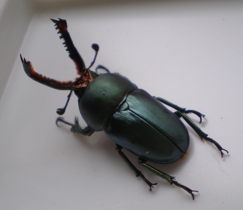 按此在新視窗瀏覽圖片