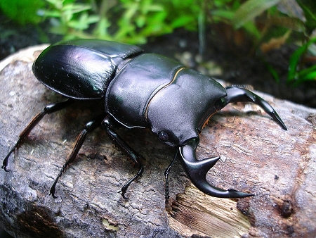 按此在新視窗瀏覽圖片