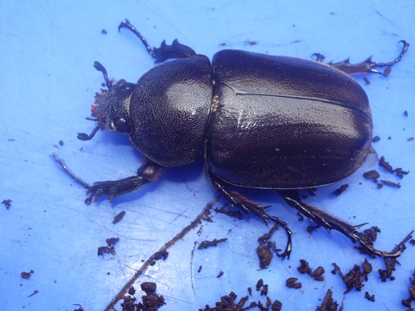 按此在新視窗瀏覽圖片