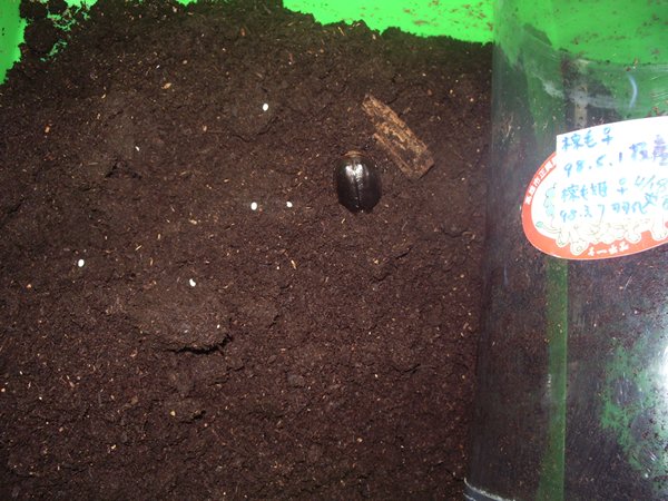 按此在新視窗瀏覽圖片