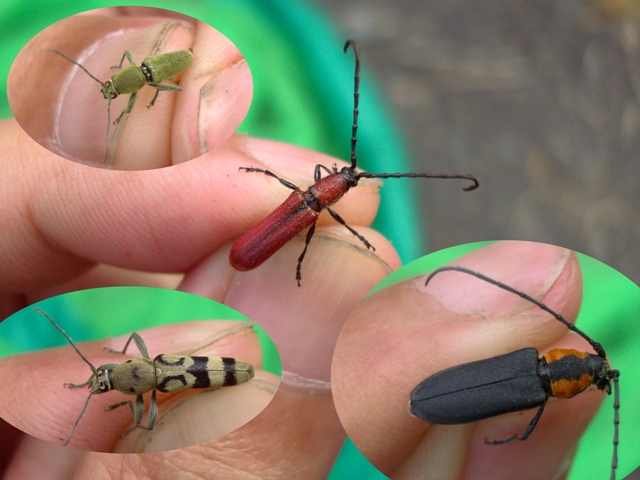 按此在新視窗瀏覽圖片