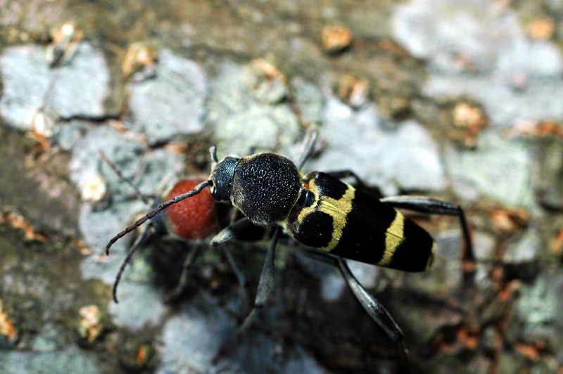 按此在新視窗瀏覽圖片