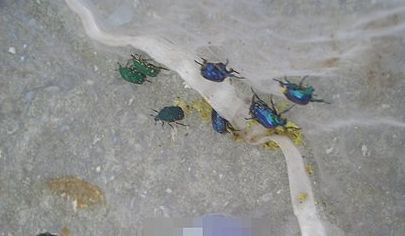 按此在新視窗瀏覽圖片