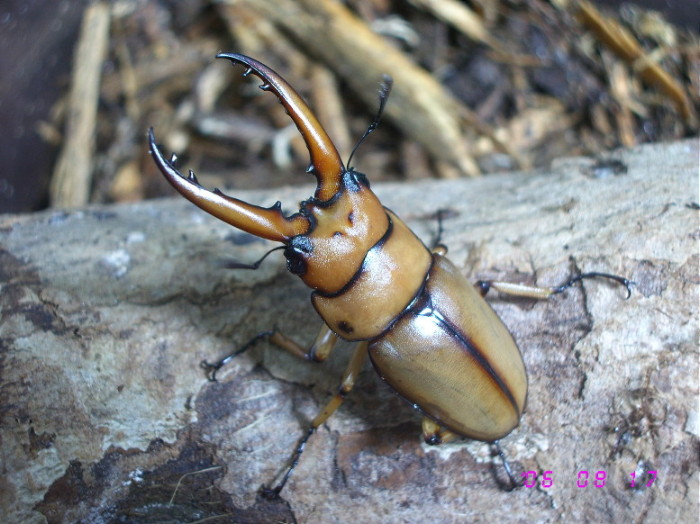 按此在新視窗瀏覽圖片