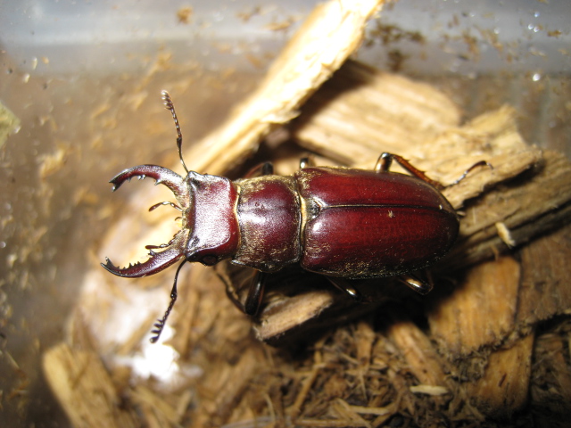 按此在新視窗瀏覽圖片