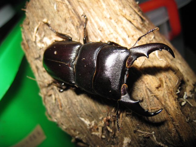 按此在新視窗瀏覽圖片