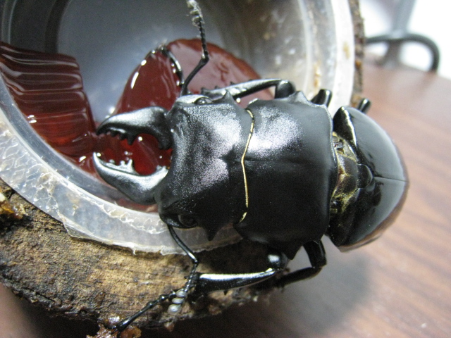 按此在新視窗瀏覽圖片