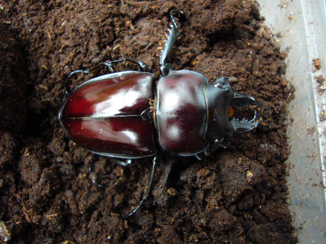 按此在新視窗瀏覽圖片