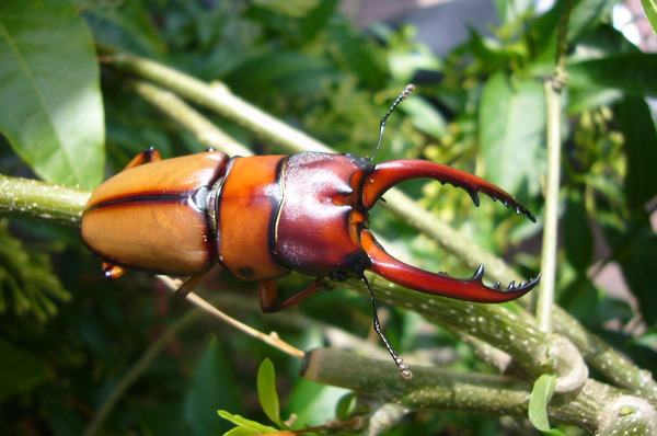 按此在新視窗瀏覽圖片