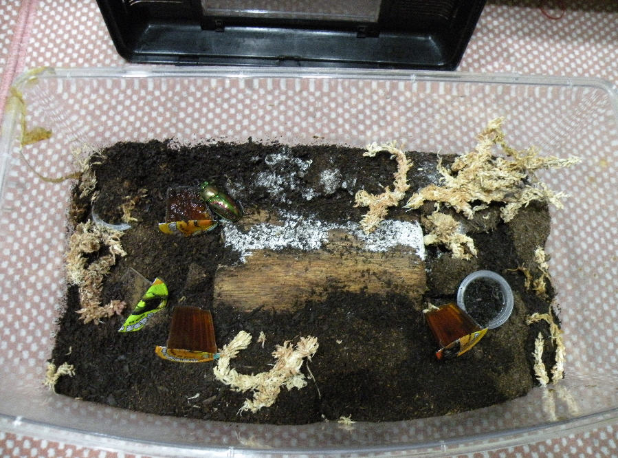 按此在新視窗瀏覽圖片