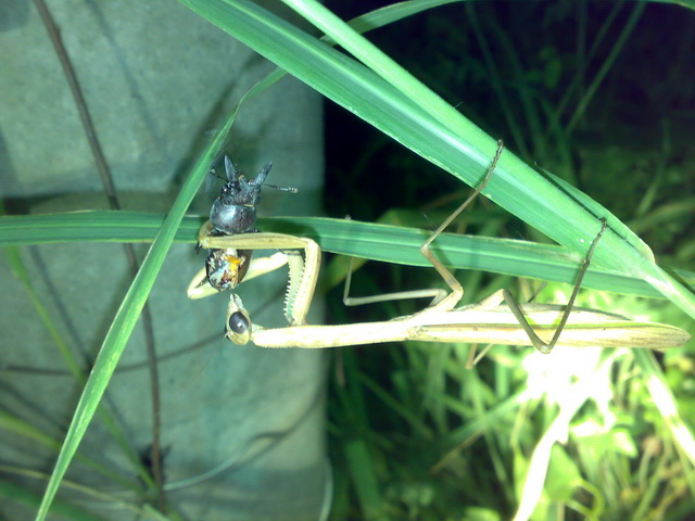按此在新視窗瀏覽圖片